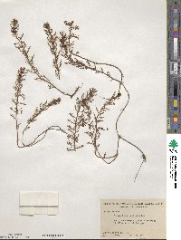 Proserpinaca pectinata image