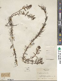 Proserpinaca pectinata image