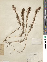 Proserpinaca pectinata image