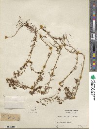 Proserpinaca pectinata image