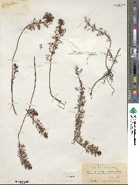 Proserpinaca pectinata image