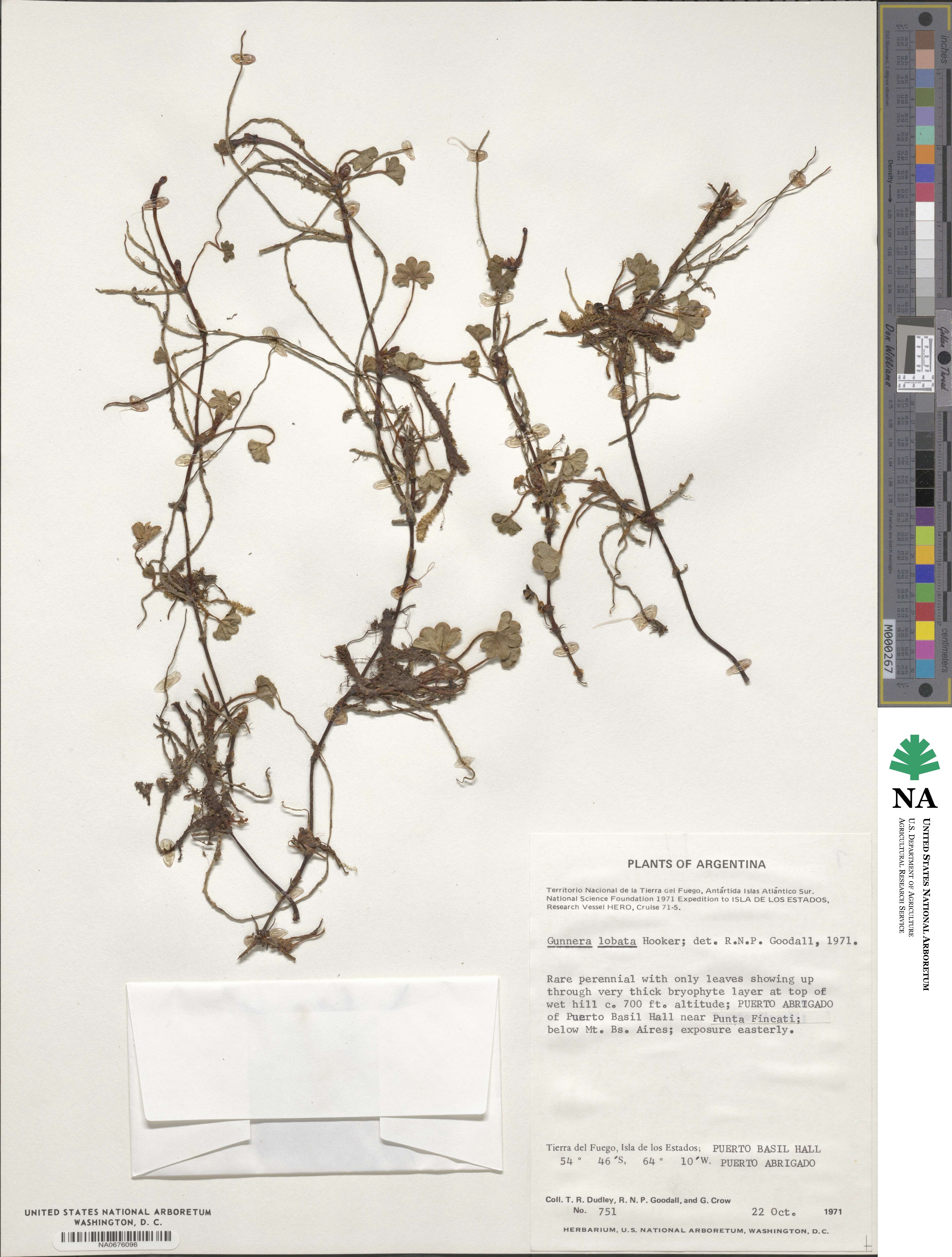 Gunnera lobata image