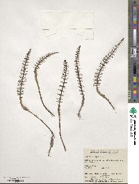 Hippuris vulgaris image