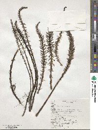 Hippuris vulgaris image