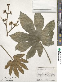 Fatsia japonica image