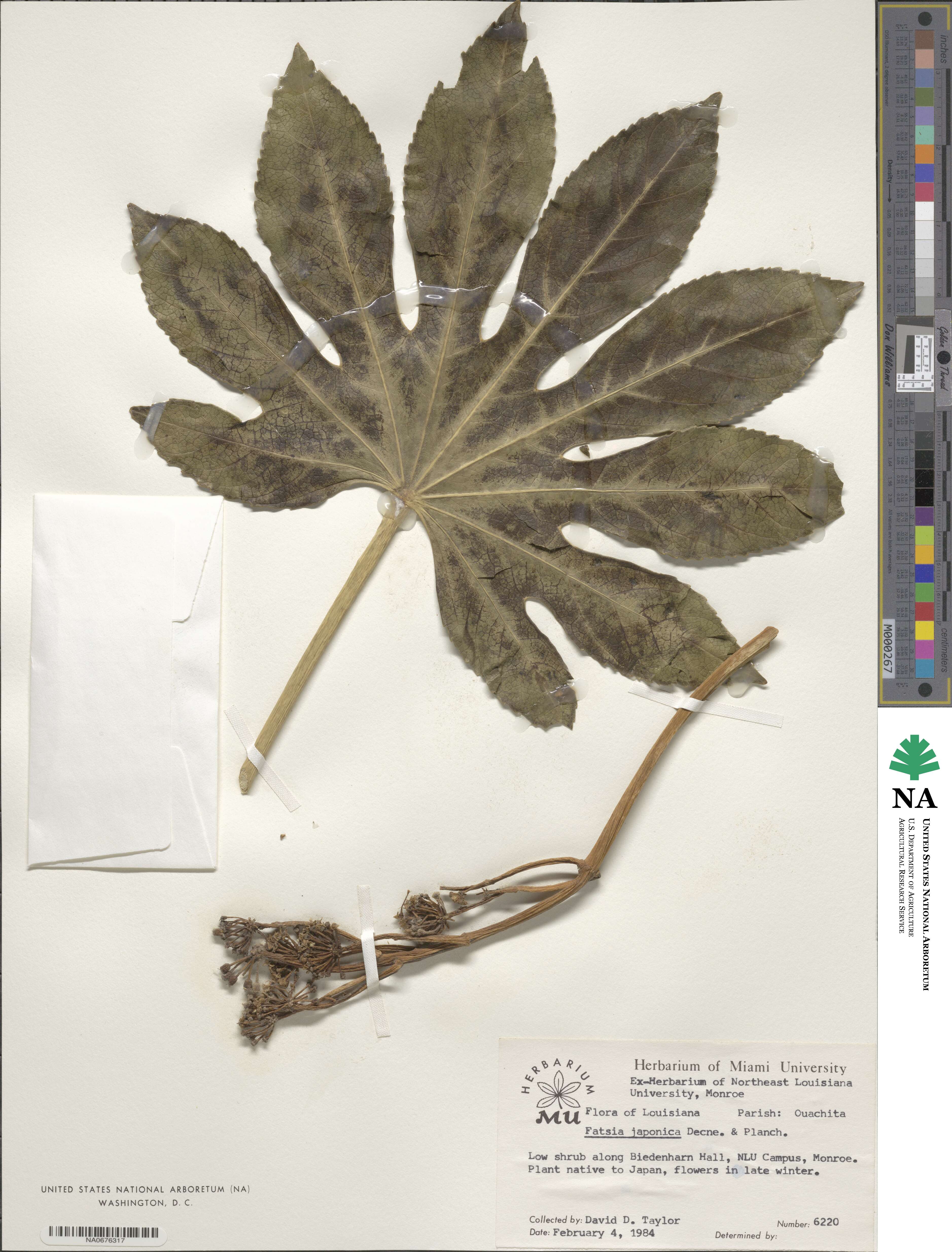 Fatsia image