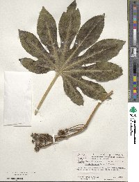 Fatsia japonica image