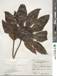 Fatsia japonica image