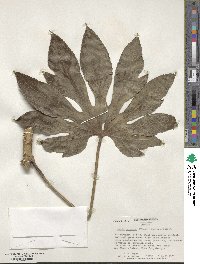 Fatsia japonica image