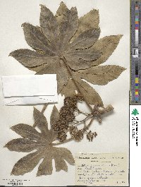 Fatsia japonica image