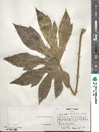 Fatsia japonica image