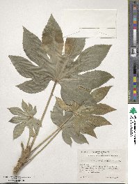 Fatsia japonica image