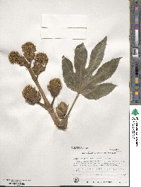 Fatsia japonica image