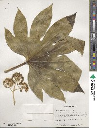 Fatsia japonica image