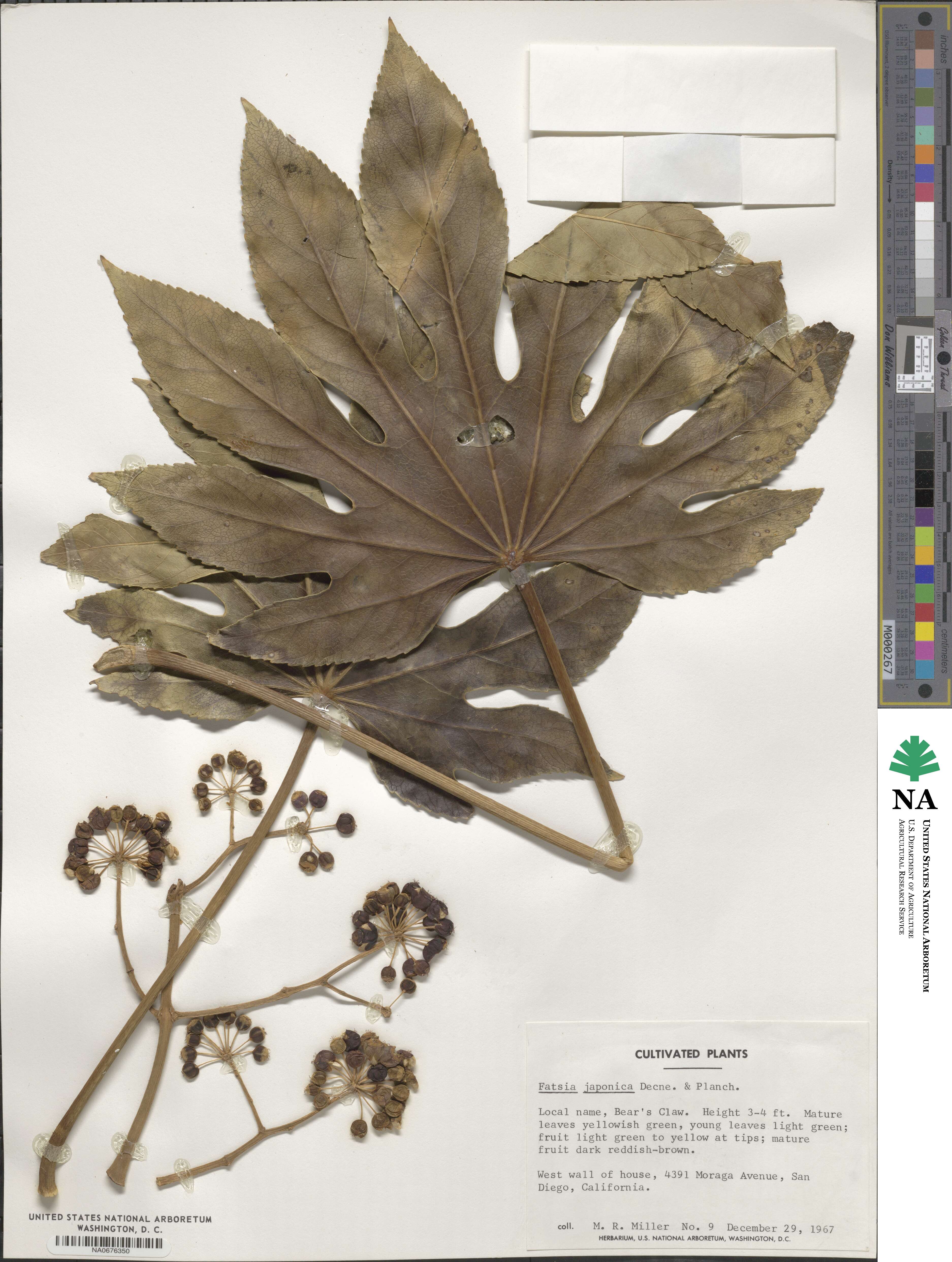 Fatsia japonica image