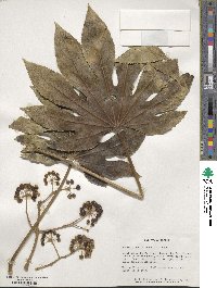 Fatsia japonica image