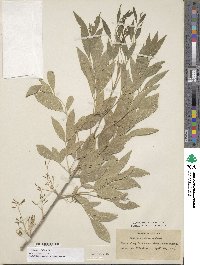 Fraxinus velutina image