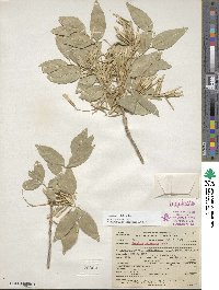 Fraxinus velutina image