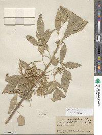 Fraxinus velutina image