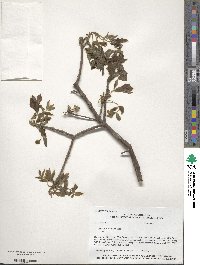 Fraxinus velutina image