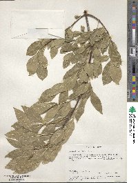 Fraxinus velutina image