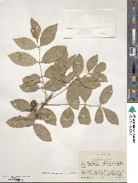 Fraxinus velutina image