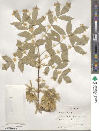 Fraxinus velutina image