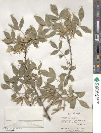 Fraxinus velutina image