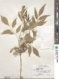 Fraxinus velutina image