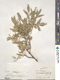 Fraxinus velutina image