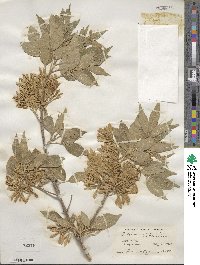 Fraxinus velutina image