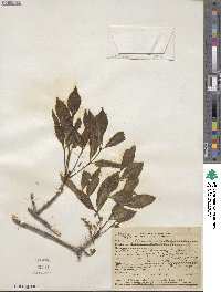 Fraxinus velutina image