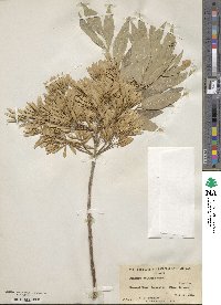 Fraxinus velutina image