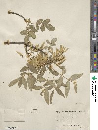 Fraxinus velutina image