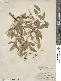 Fraxinus velutina image