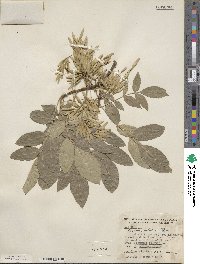 Fraxinus velutina image