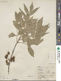 Fraxinus velutina image