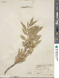 Fraxinus velutina image