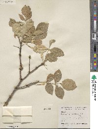 Fraxinus velutina image