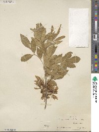 Fraxinus velutina image