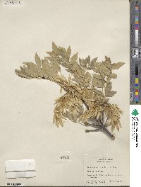 Fraxinus velutina image