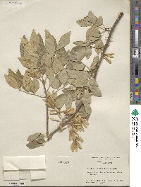 Fraxinus velutina image