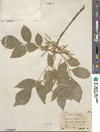 Fraxinus velutina image