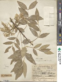 Fraxinus velutina image