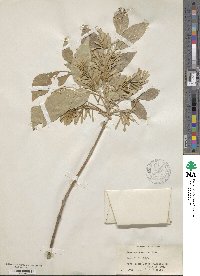 Fraxinus velutina image