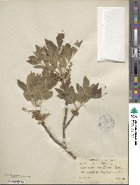 Fraxinus velutina image