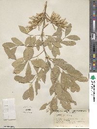 Fraxinus velutina image