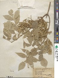 Fraxinus velutina image