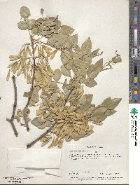 Fraxinus velutina image