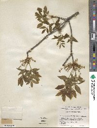 Fraxinus velutina image